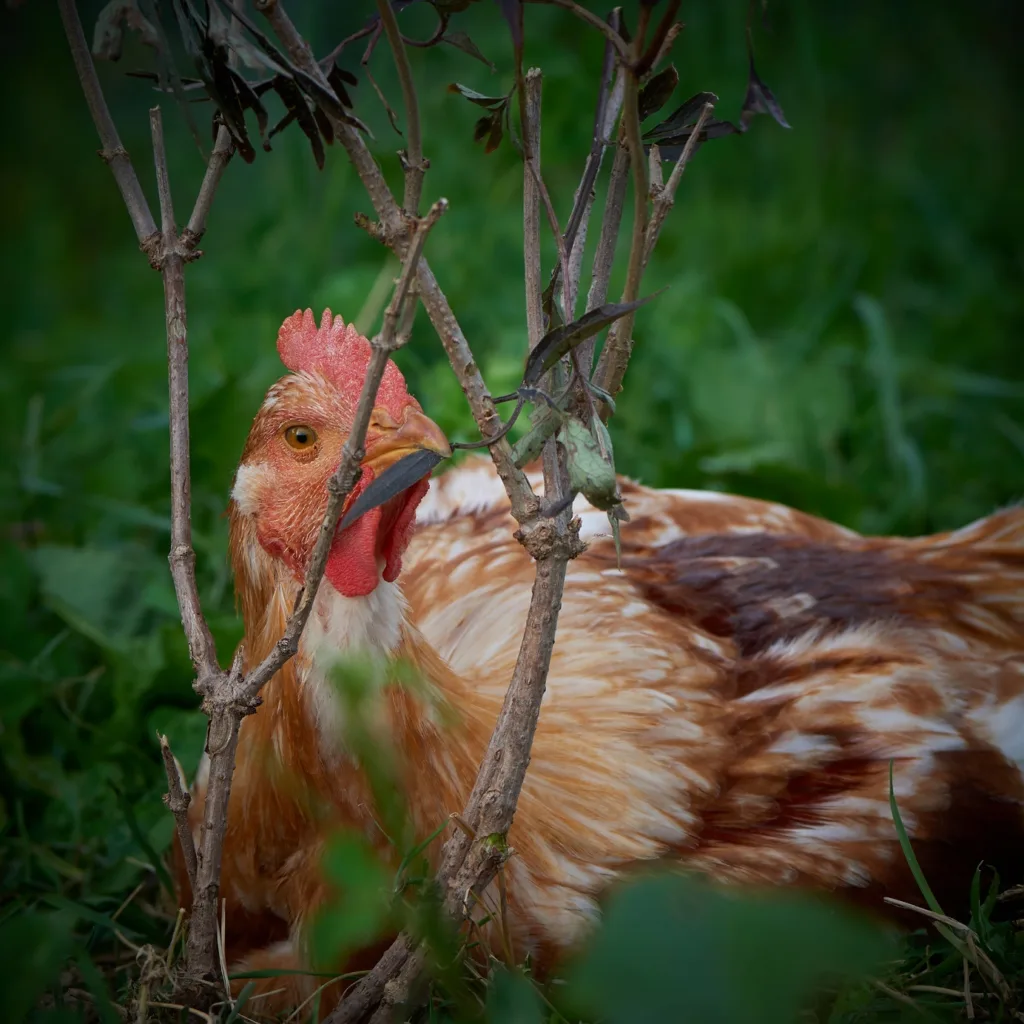Det er viktig at husdyra får bruke tid på fôrrelatert atferd