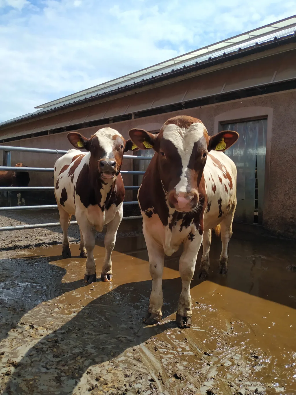 Økologiske okser som får mosjon og frisk luft med luftegård