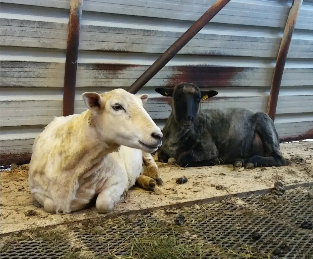 Kortklipte søyer som ligger på en liggepall av tre som tilfredsstiller kravet til tett liggeunderlag