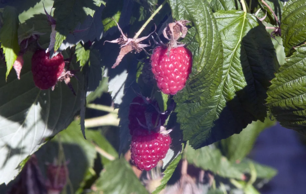 Sprøyting om høsten med rapsolje og grønnsåpe tar knekken på de fleste av de overvintrende middene rundt knoppene. To behandlinger før frosten kommer vil gi en effektiv behandling hvis sprøytevæska renner nedover stenglene og samler seg i bladstilken.
