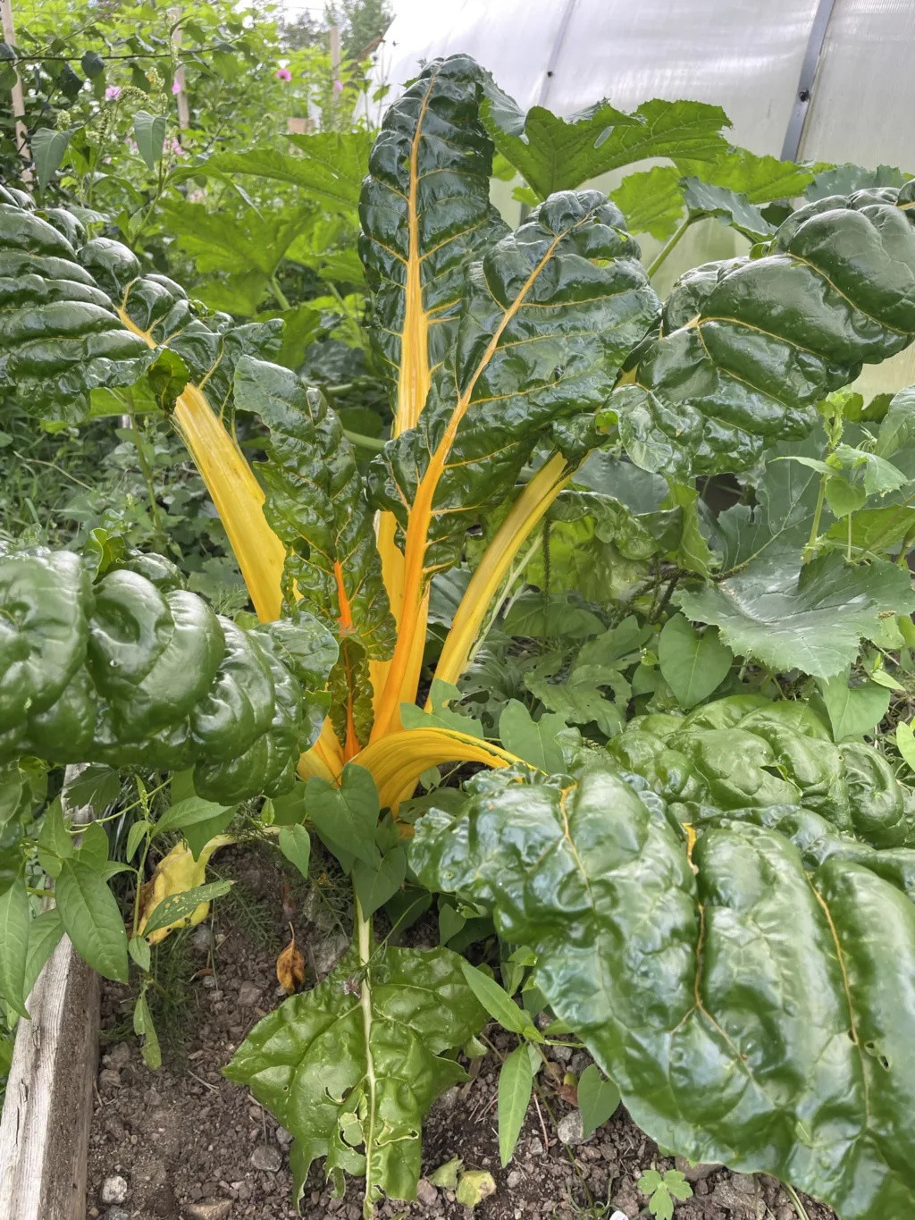 Markedshager kjennetegnes vanligvis ved små arealer, mangfoldige plantekulturer, vekstskifte og kretsløpstenkning