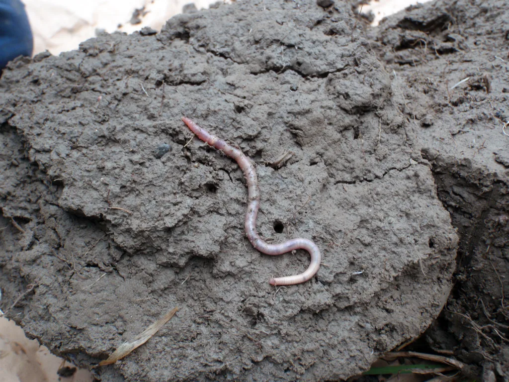 Meitemarken er en viktig alliert for å få plantene til å gro