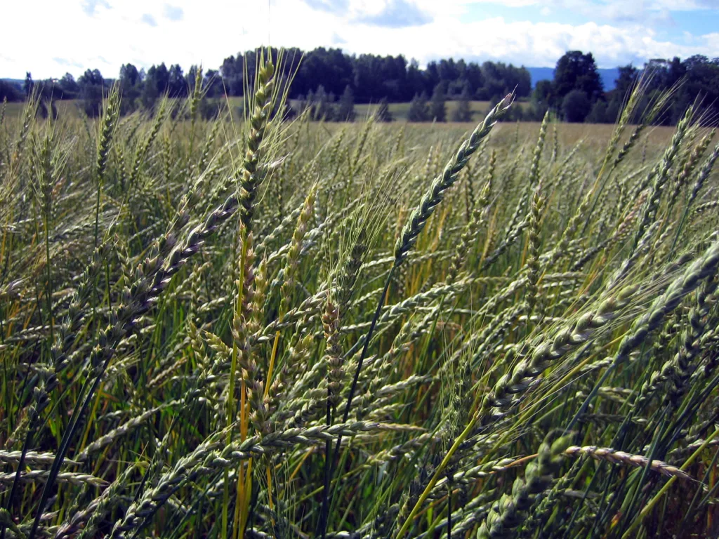 Som dekkvekst kan man så korn eller ei grønfôrblanding. Både bygg, havre og hvete kan brukes