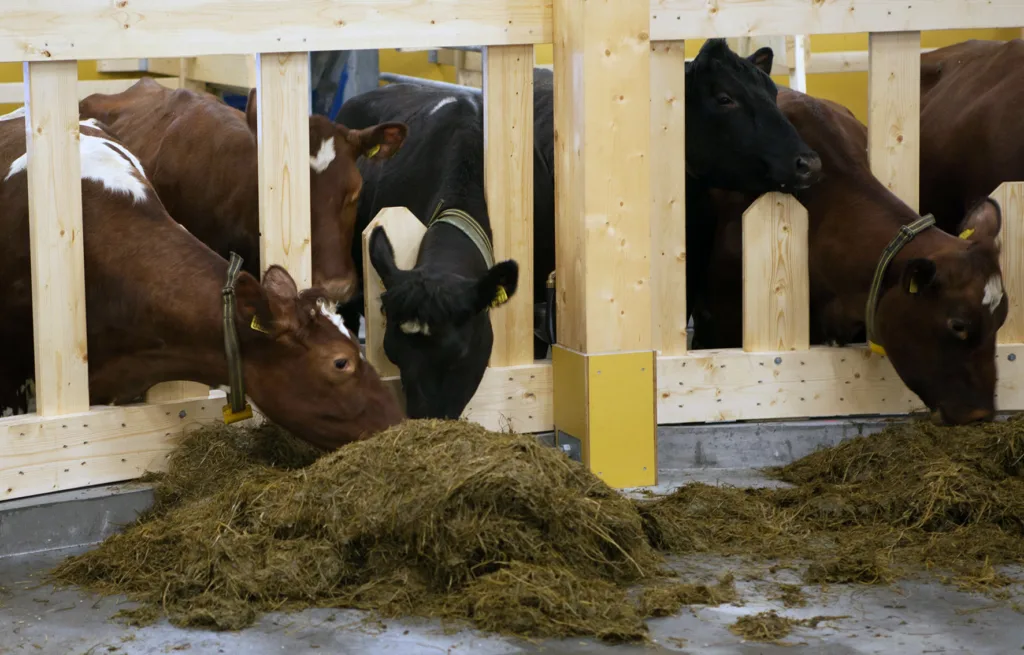 I forsøk tok kyr som fekk surfôr med kløver opp 1,2—1,3 kg meir tørrstoff og mjølka 1,5—2,2 kg meir per dag enn kyr på reint grassurfôr.