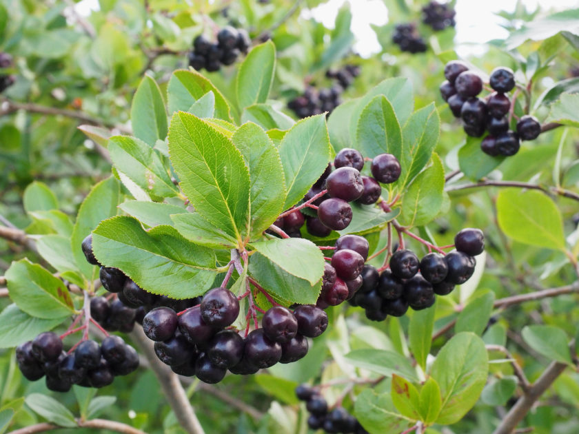 Aronia Hekk Beskjaering