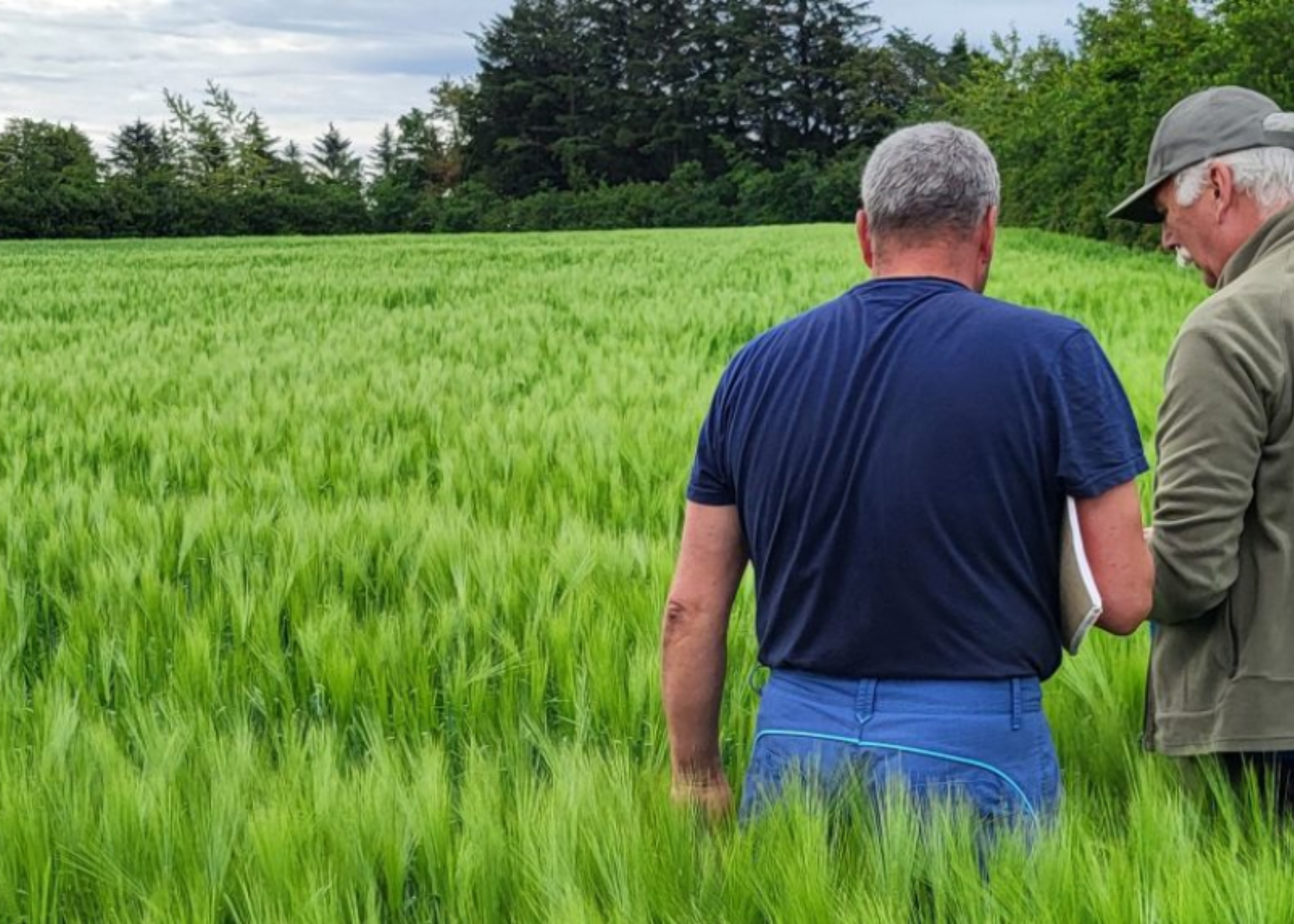 God økonomi i økologisk korn til eget kraftfôr