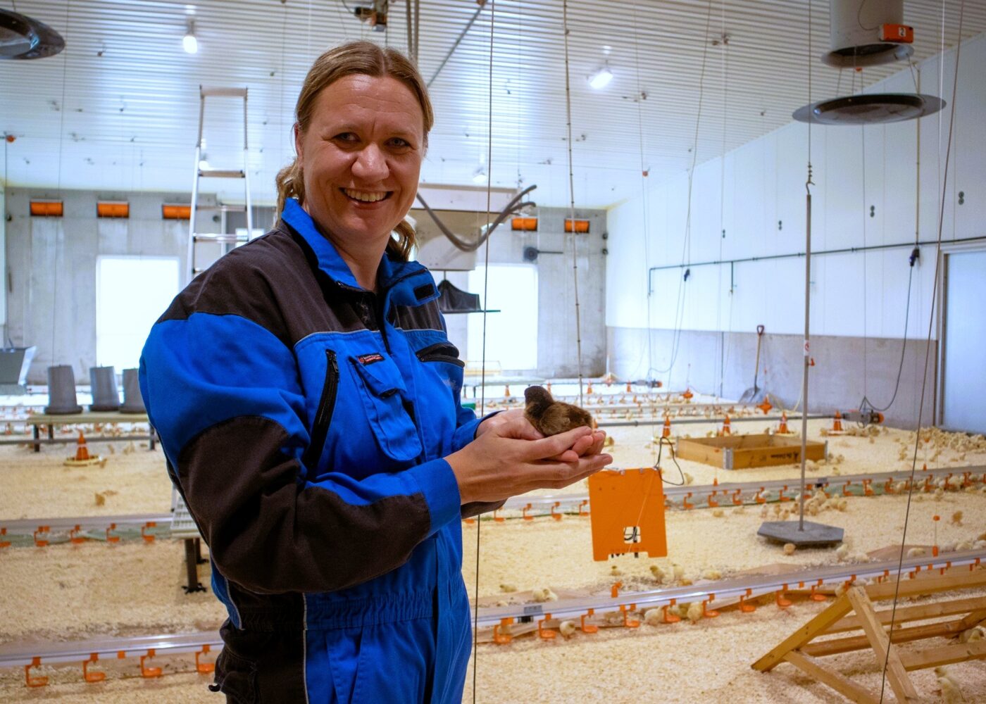 Økologiske kyllinger på Tjerne gård