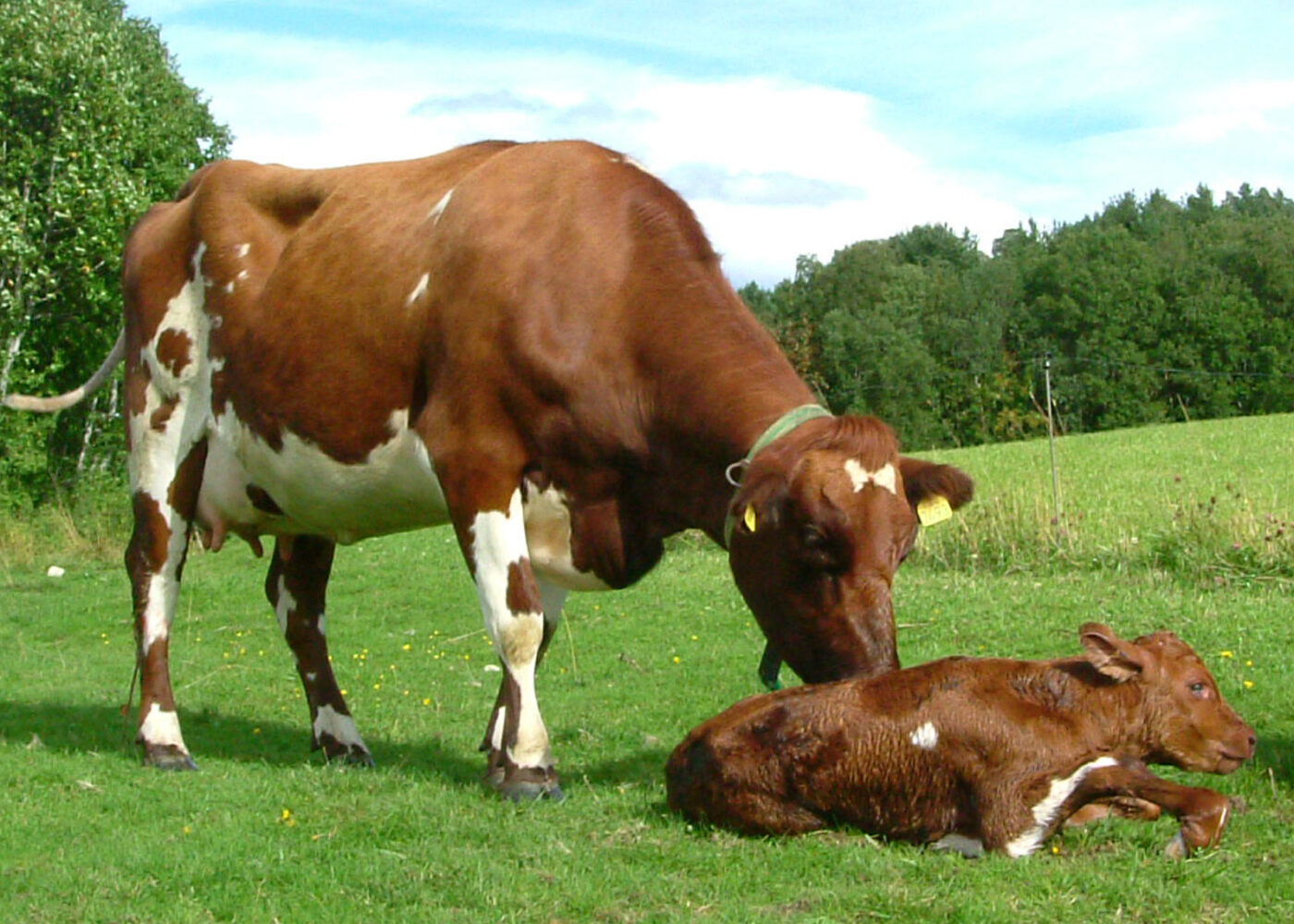 Naturleg mjølkefôring - kalv og diing