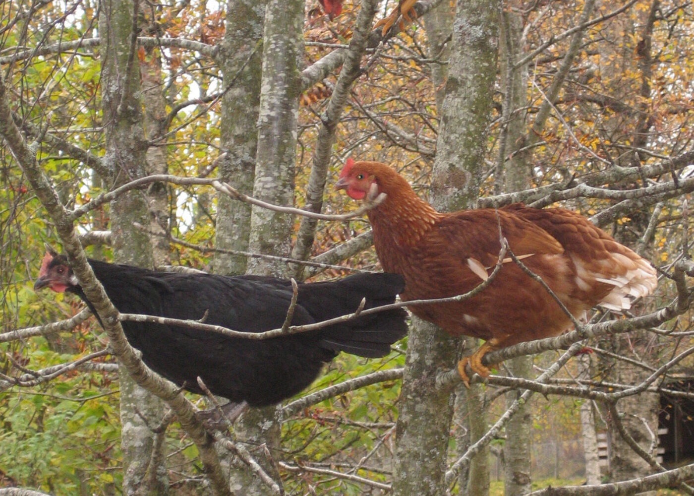 Dyrevelferd: Etiske teoriar