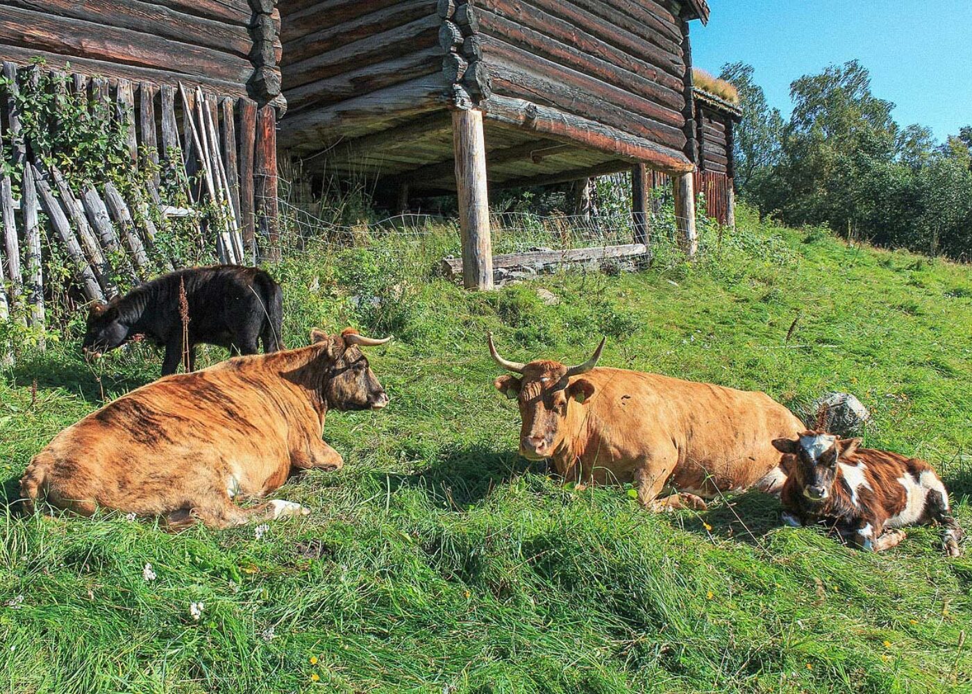 Type gjødsel viktig for jordlivet