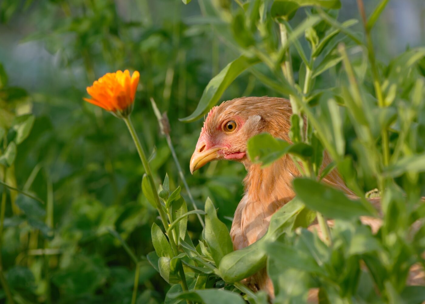 Bærekraftig fjørfehold - lokalt fôr og attraktive uteområder