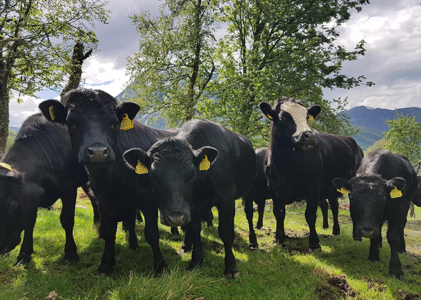 Bærekraft under press i grovfôrbasert husdyrhold i Møre og Romsdal