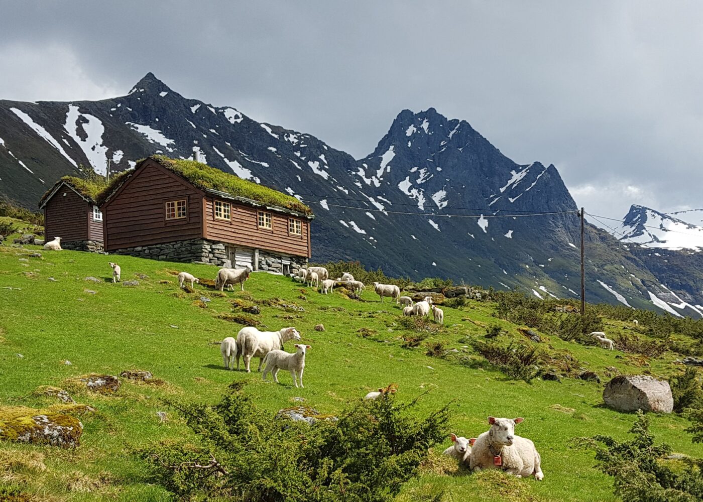 Bærekraft for sauebønder