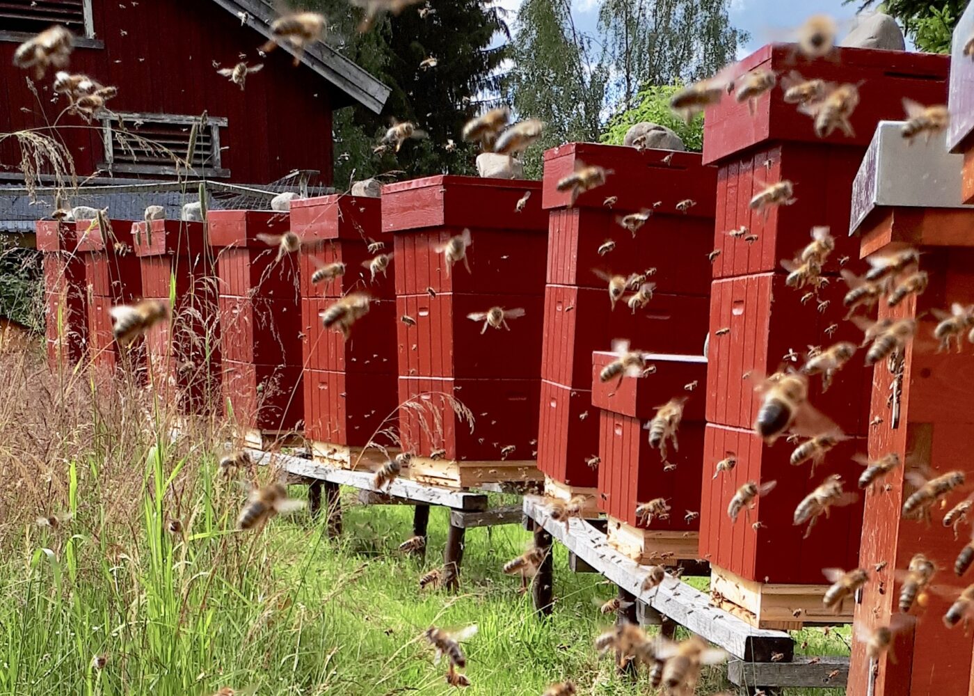 Solhagen - en mangfoldig oase i skogen