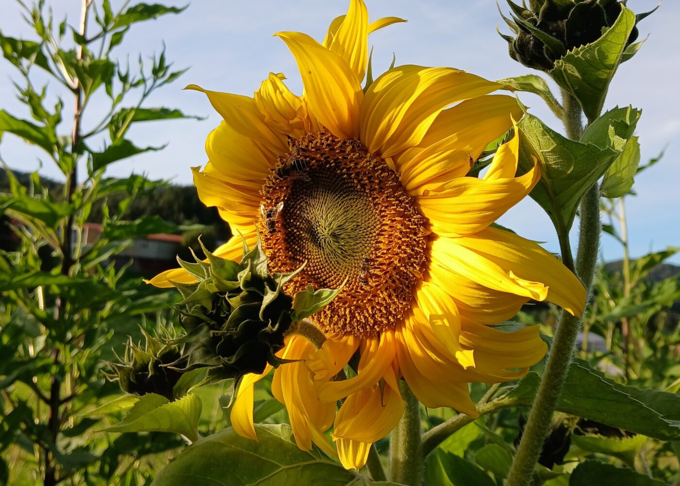 Behov for å fremme arbeid med jordhelse og agroøkologi i Norden