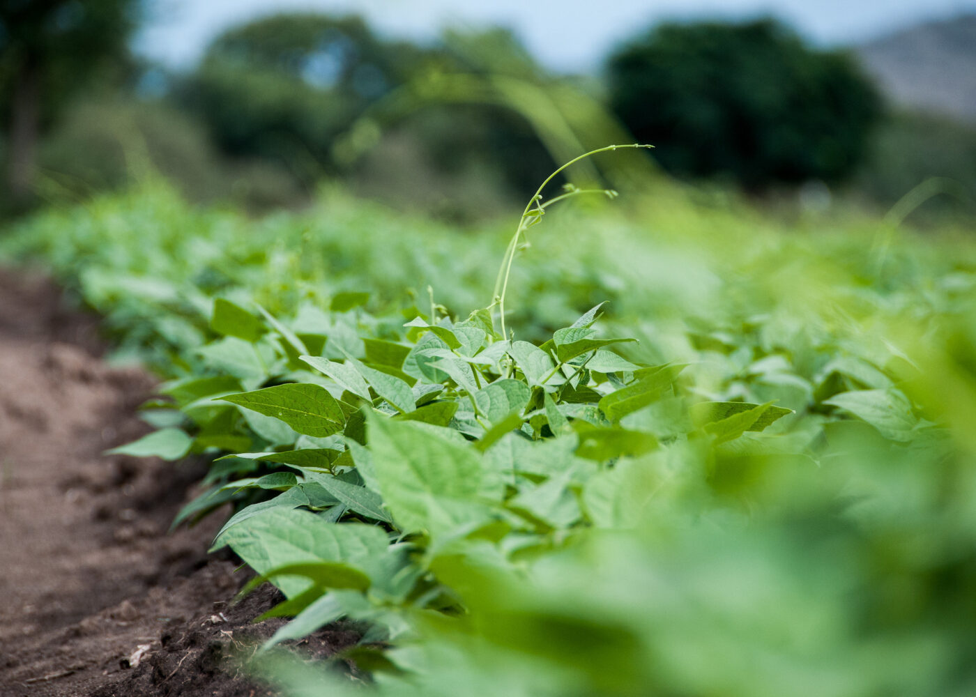 Økologiske metoder gunstig i tropiske strøk