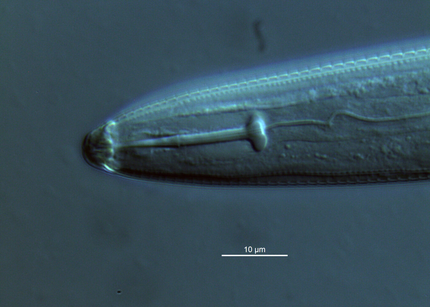 Kløvertretthet - hvordan forhindre avlingstap
