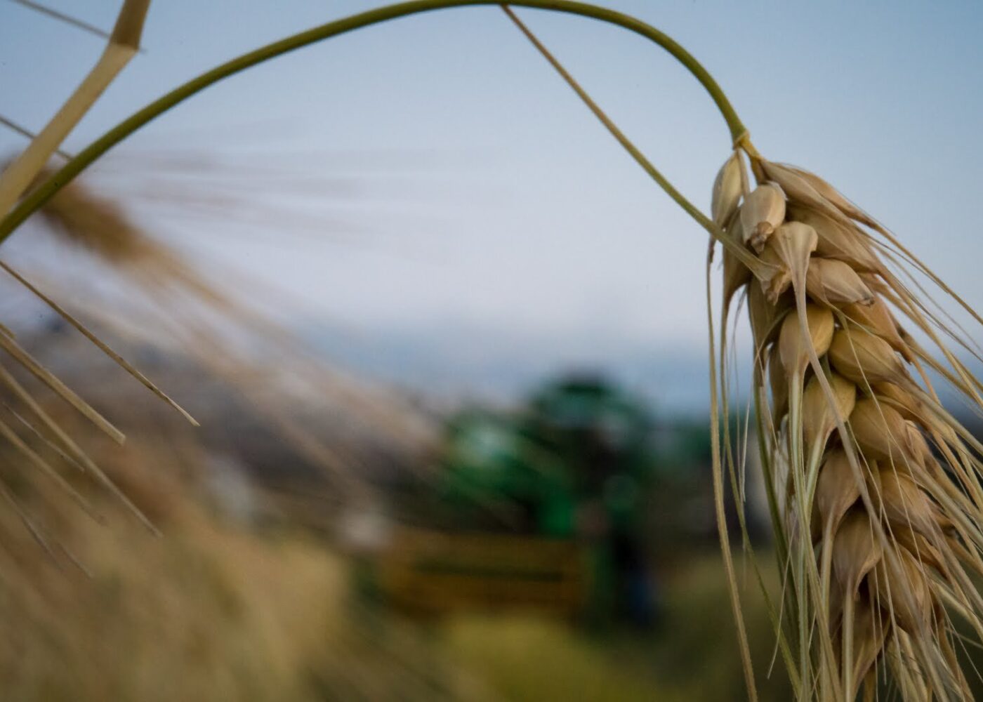 Avlinger i økologisk landbruk