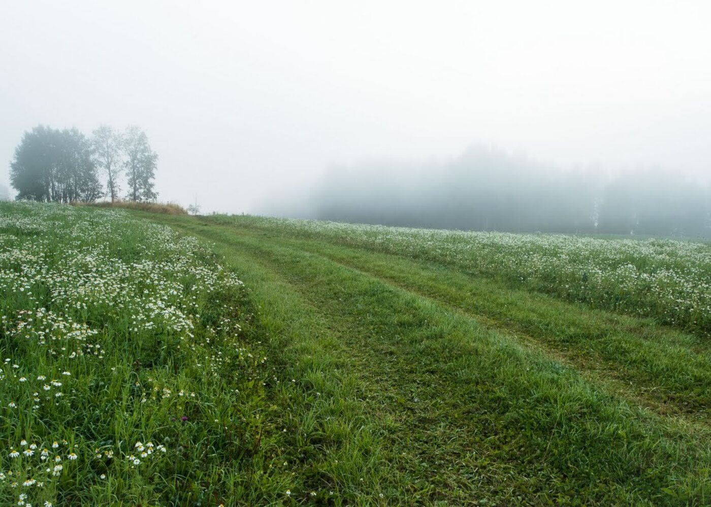 Økologisk landbruk og redusert jordarbeiding fremmer økosystemtjenester