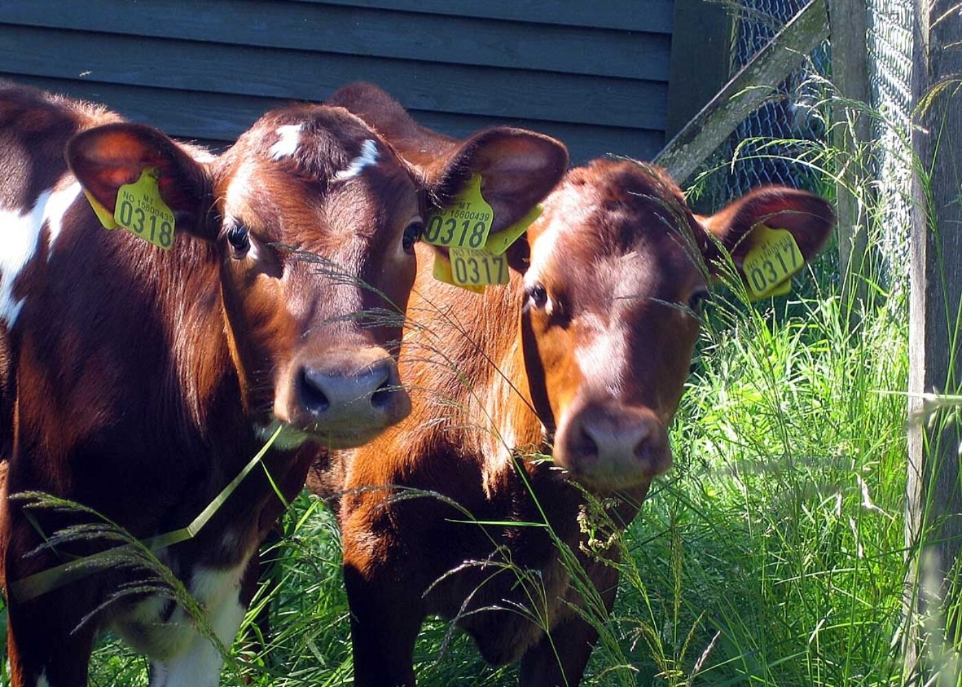 Fôring og fôrplaner for kalv