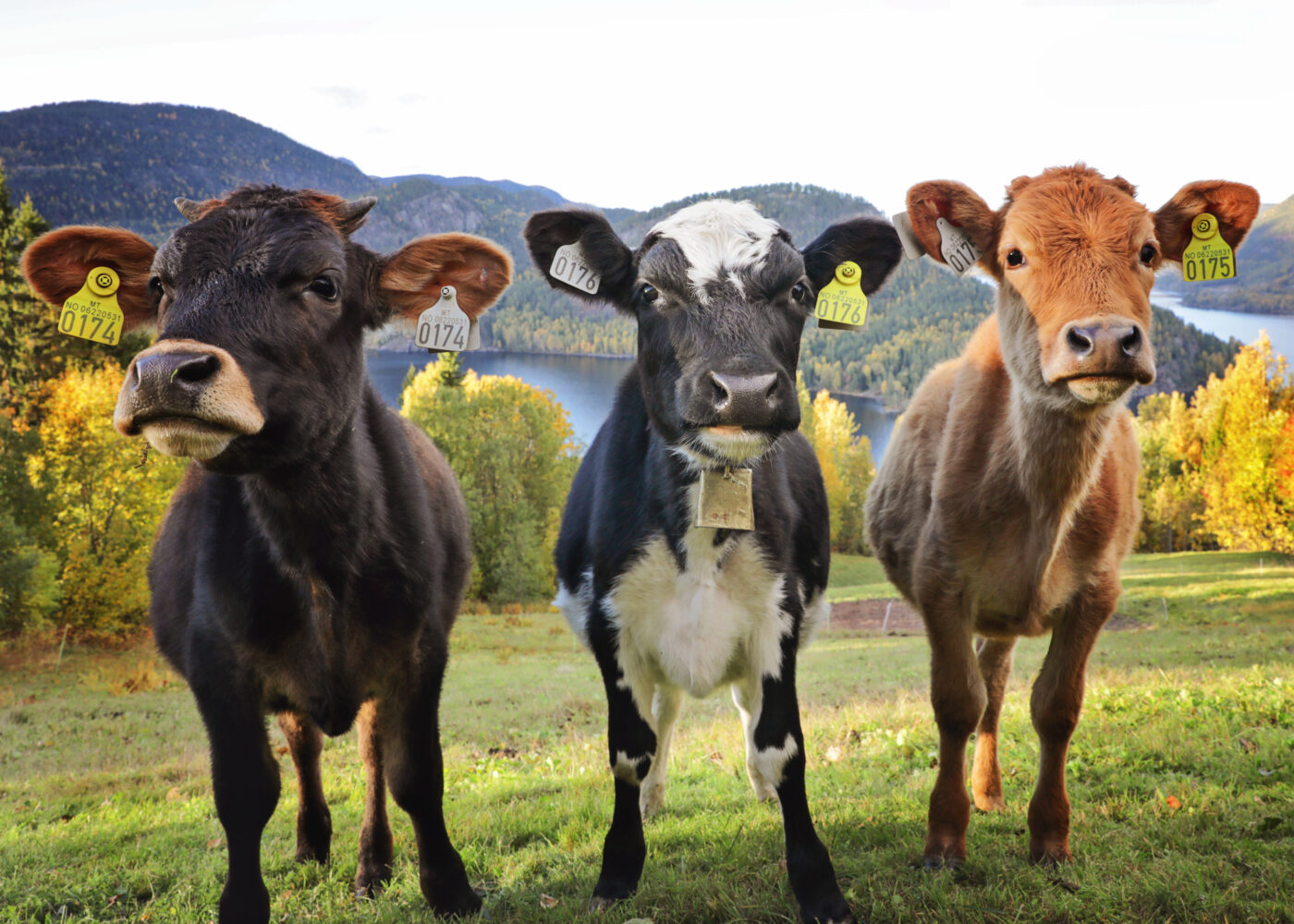 Dyrevelferd i økologisk produksjon - hva er status?