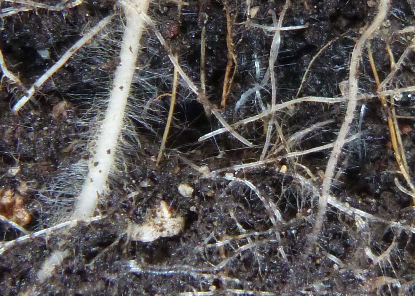 Opphopning og nedbryting av organisk materiale i jord - humusinnhald