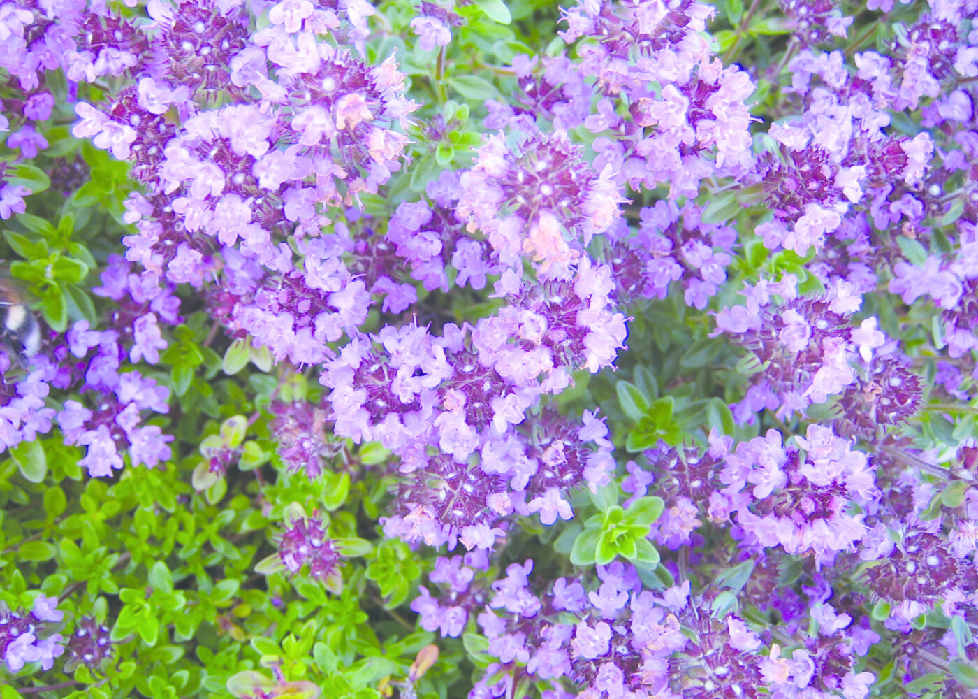 Urtesorter, formering og såing