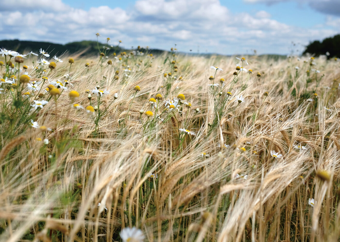 Trøndelag planlegger for økt økologisk