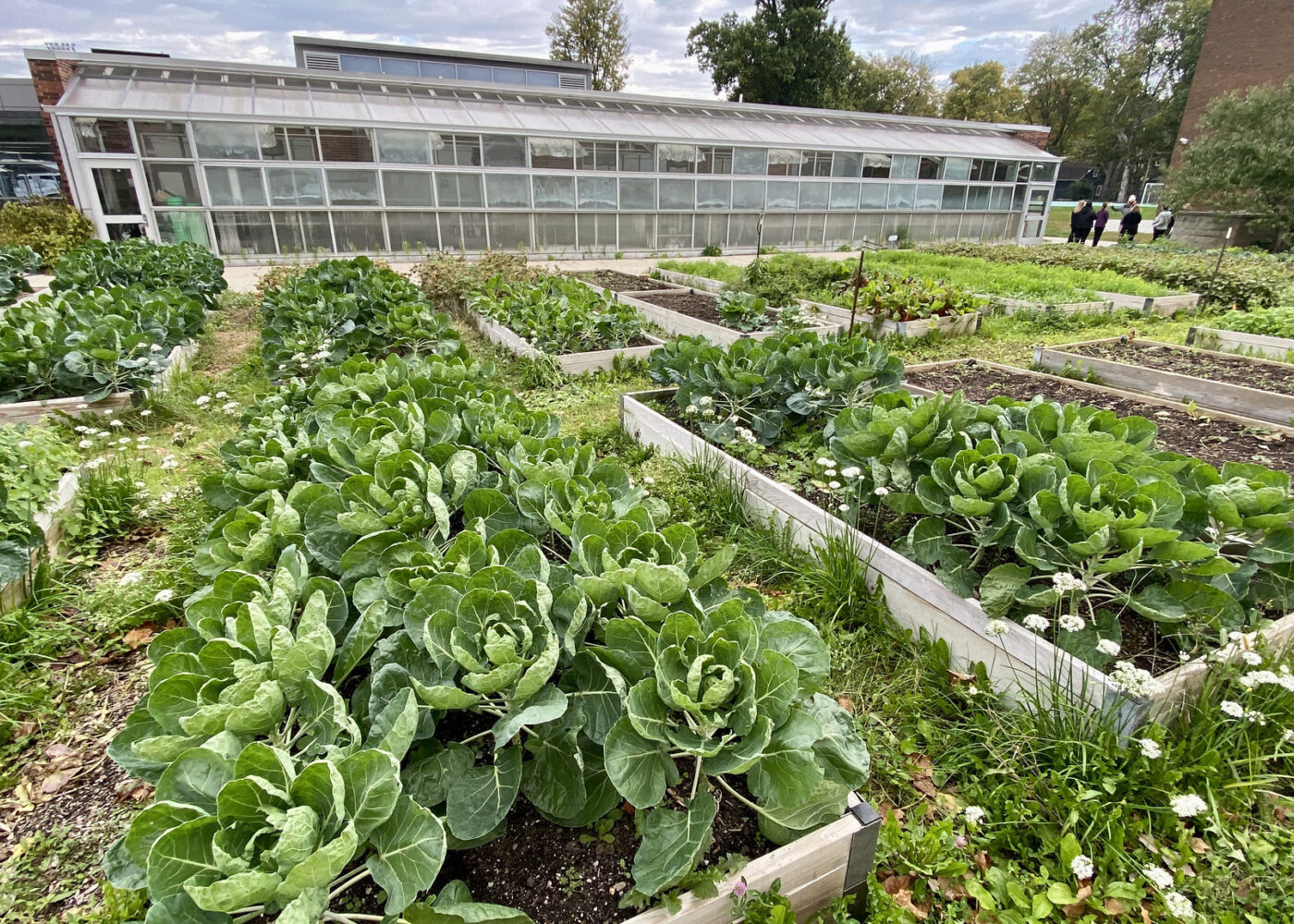 Dyrking i parsellhager Dyrking i parsellhager