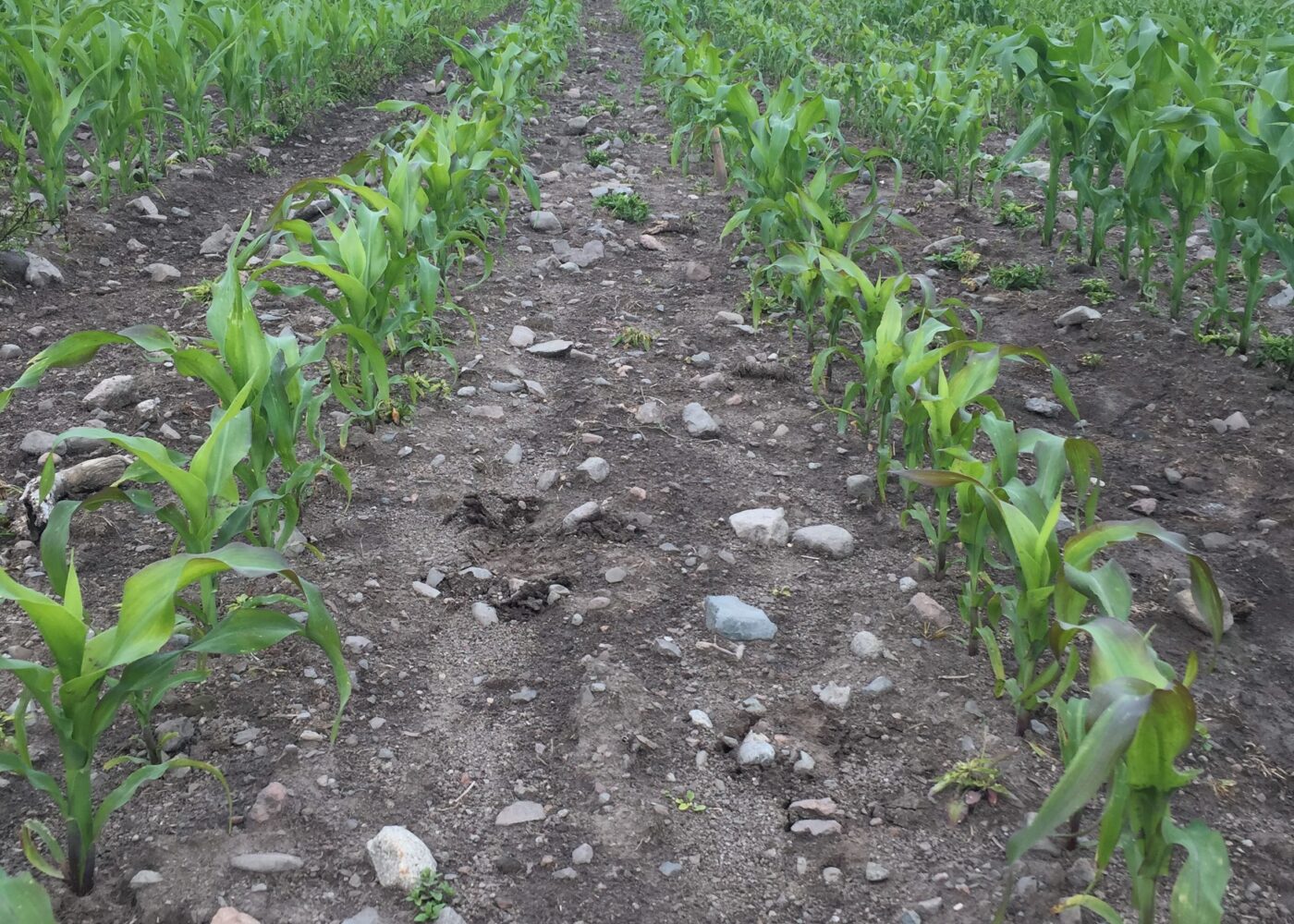 Pelletert fosforgjødsel fra eget foredlingsanlegg