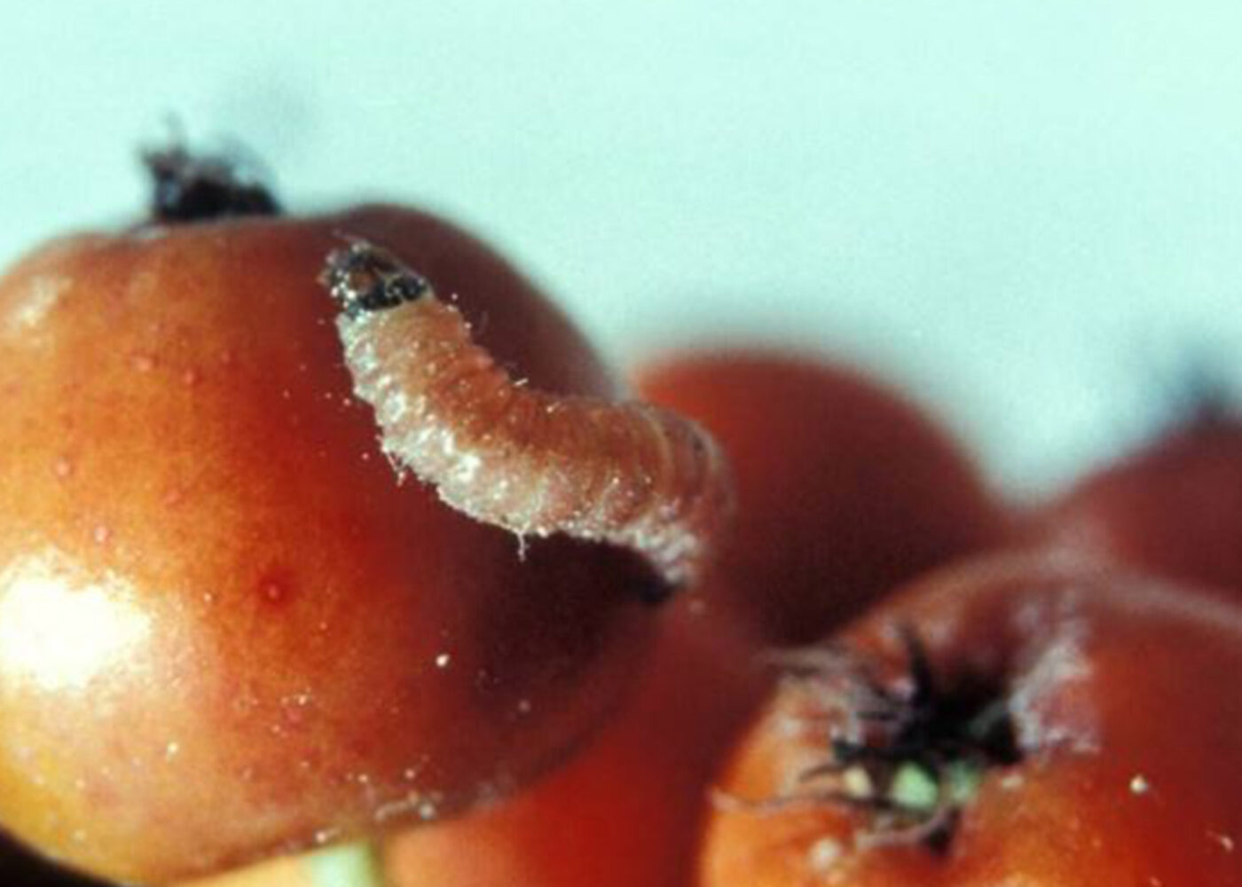 Rognebærmøll i økologisk epledyrking