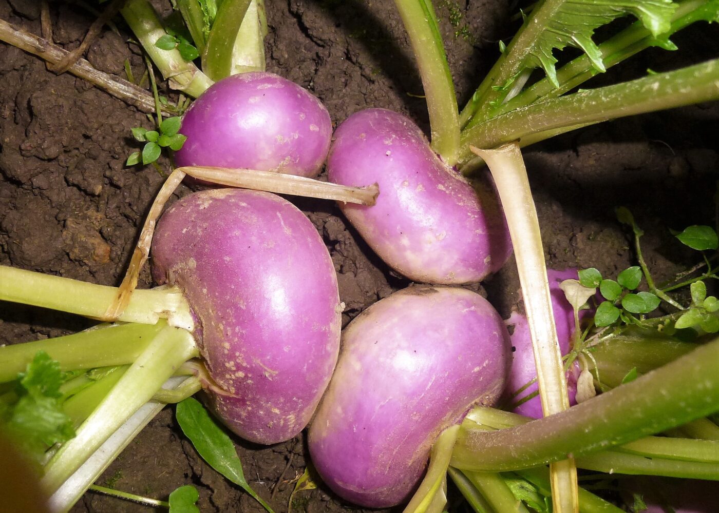 Bli kjent med den flerfunksjonelle nepa