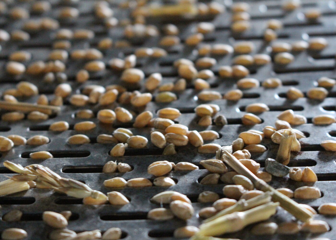 Økt mangfold av kornsorter - og distribusjon av såkorn i mindre skala