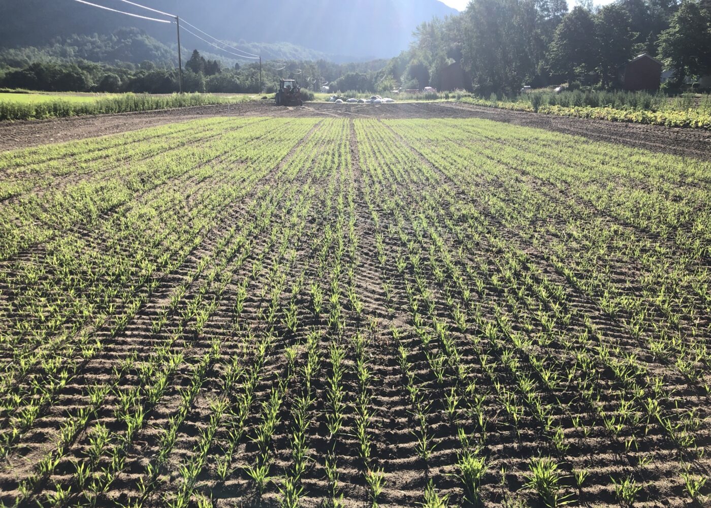 Lavere utslipp av klimagasser ved omlegging til økologisk drift Lavere utslipp av klimagasser ved omlegging til økologisk drift