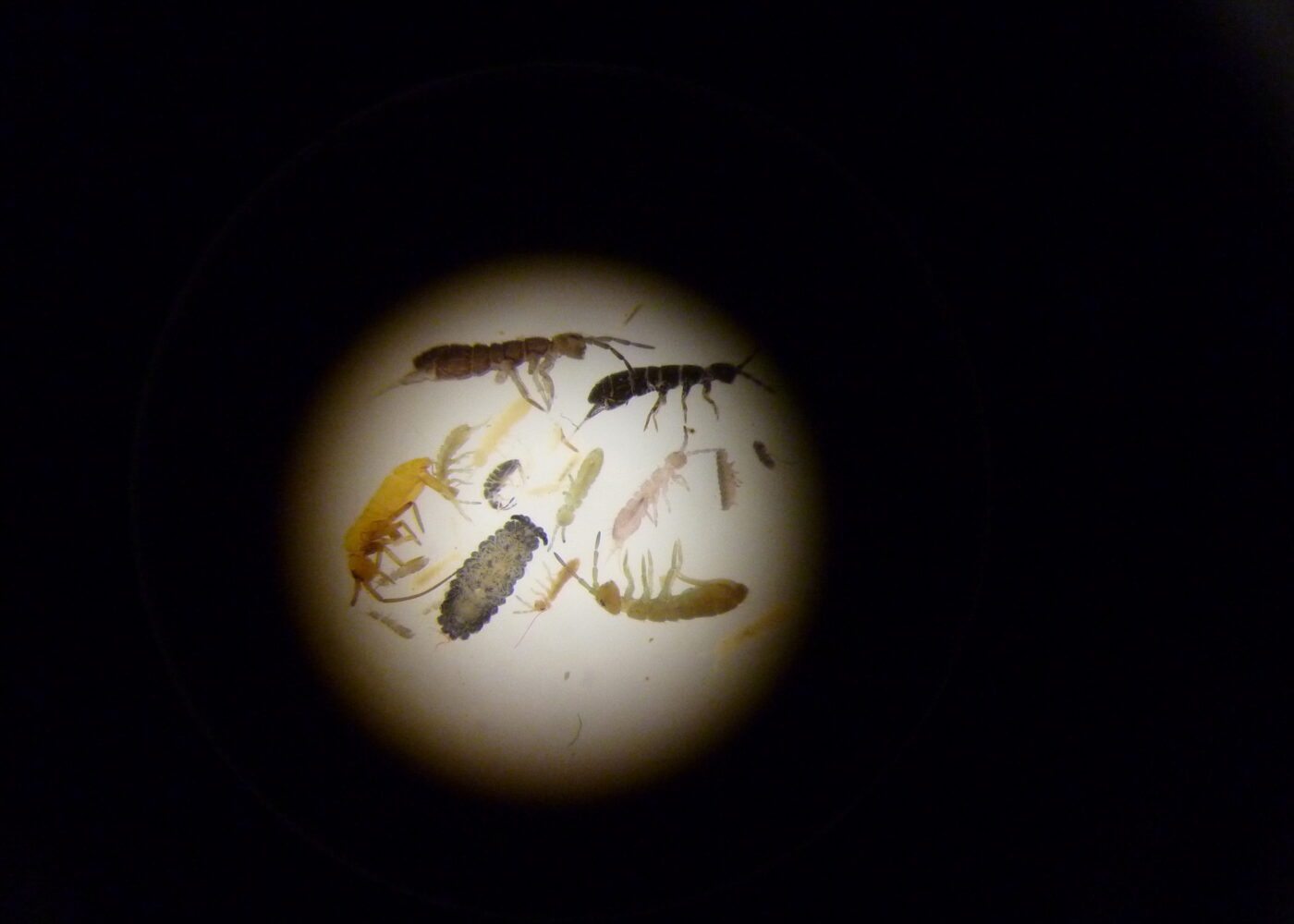 Spretthalenes forunderlige verden