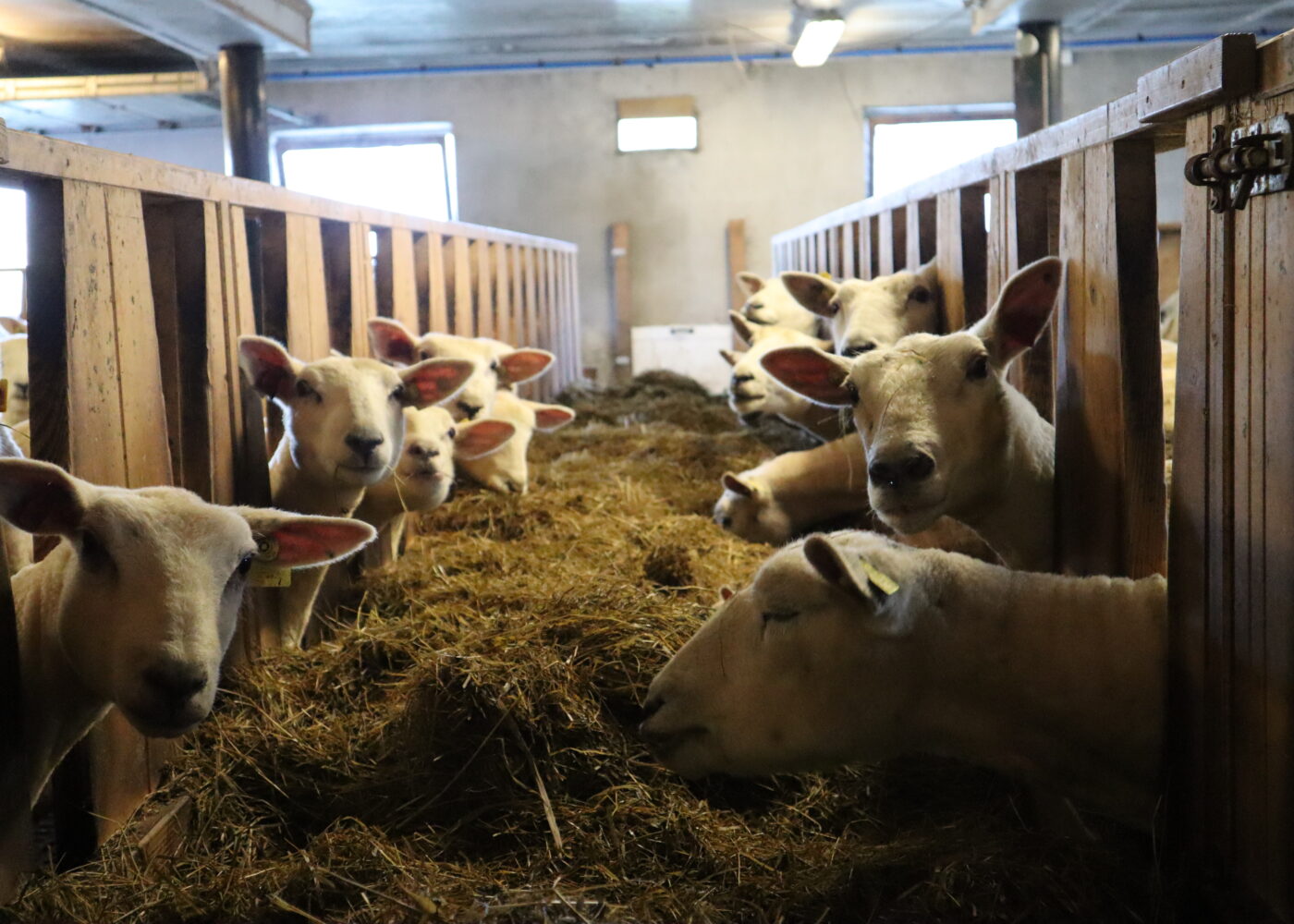 Mikromineraler i økologisk sauehold