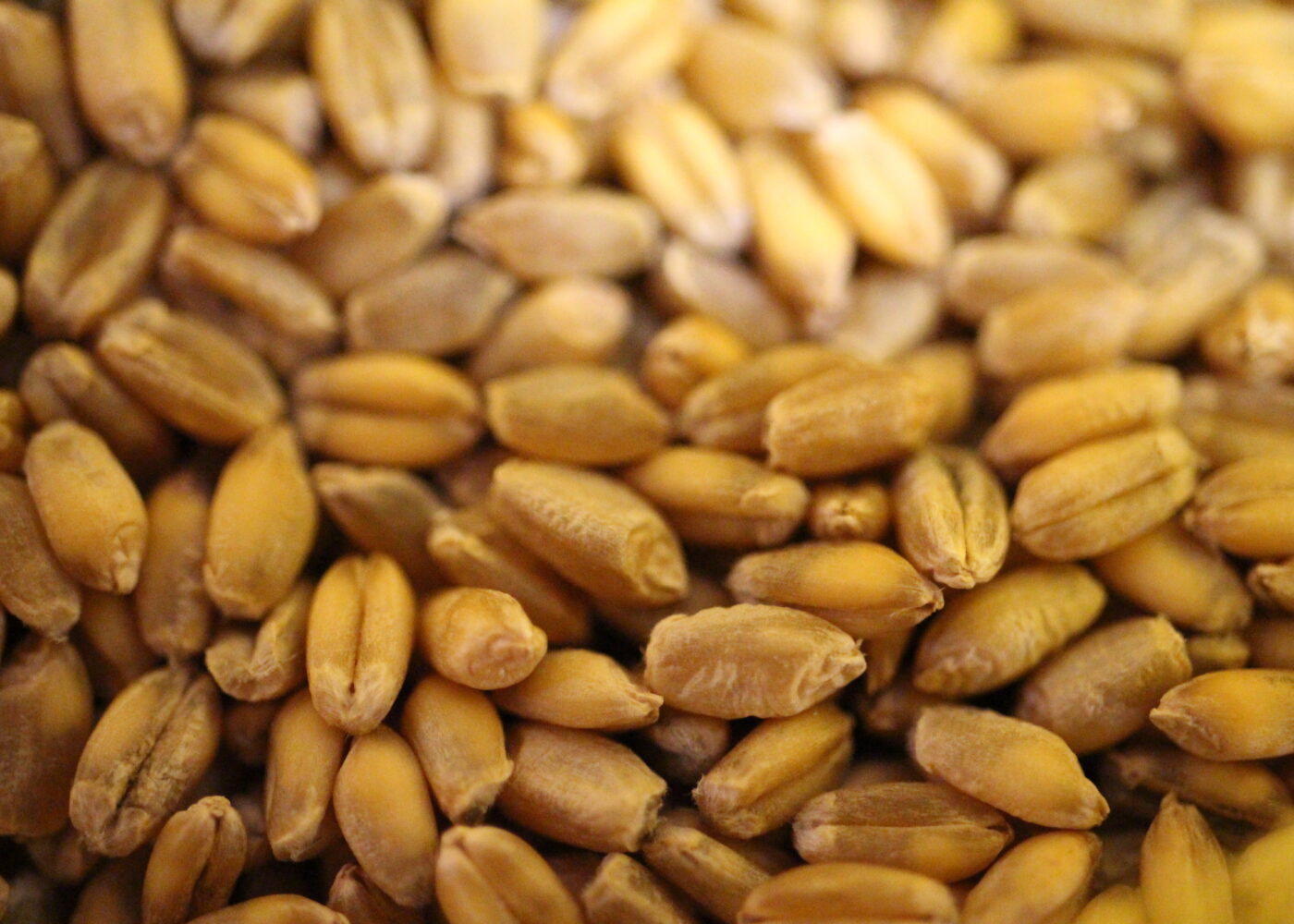 Produksjon og bruk av eget såkorn i økologisk landbruk