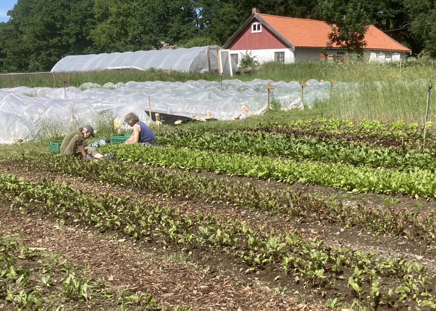 Bynær dyrking med resirkulert gjødsel: En tungmetallrisiko?