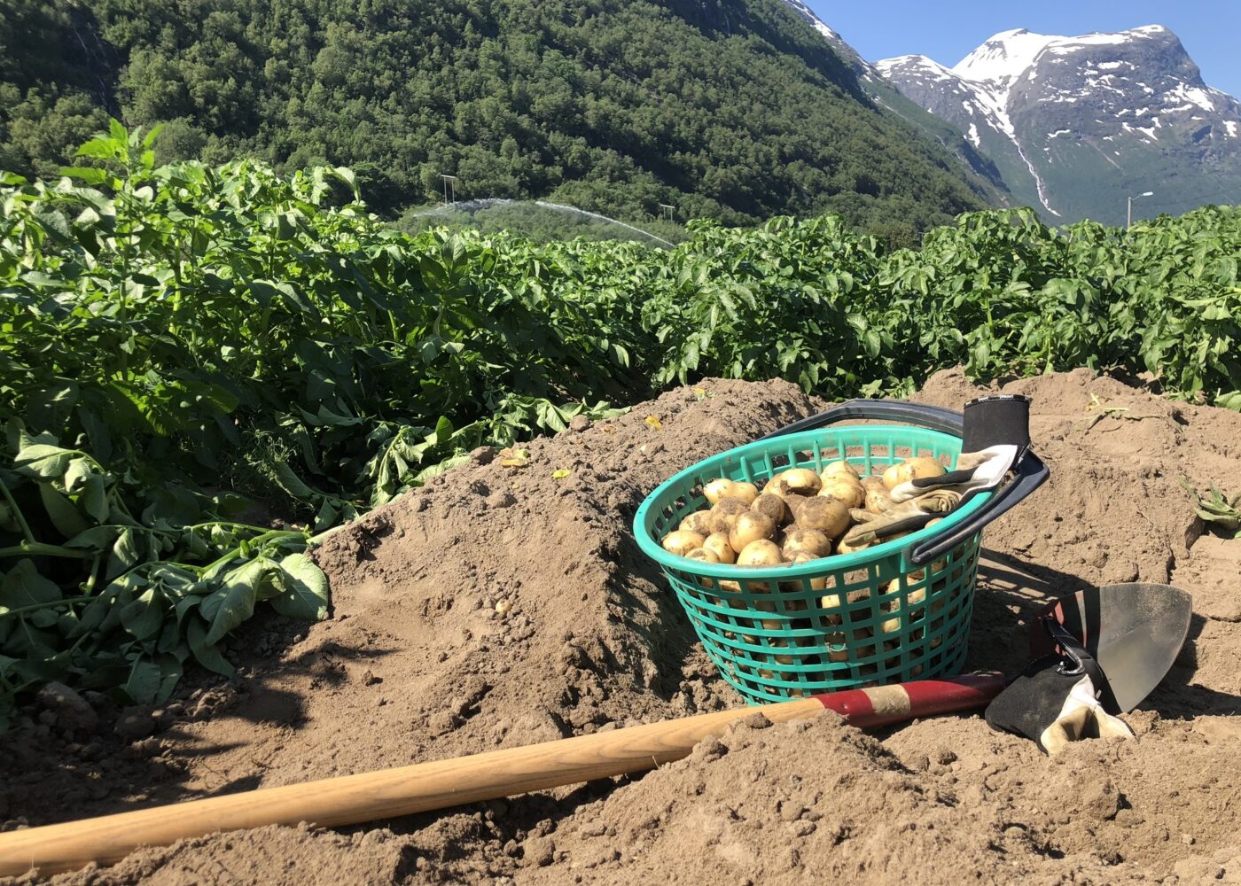 Karbon og biologisk aktivitet i jord
