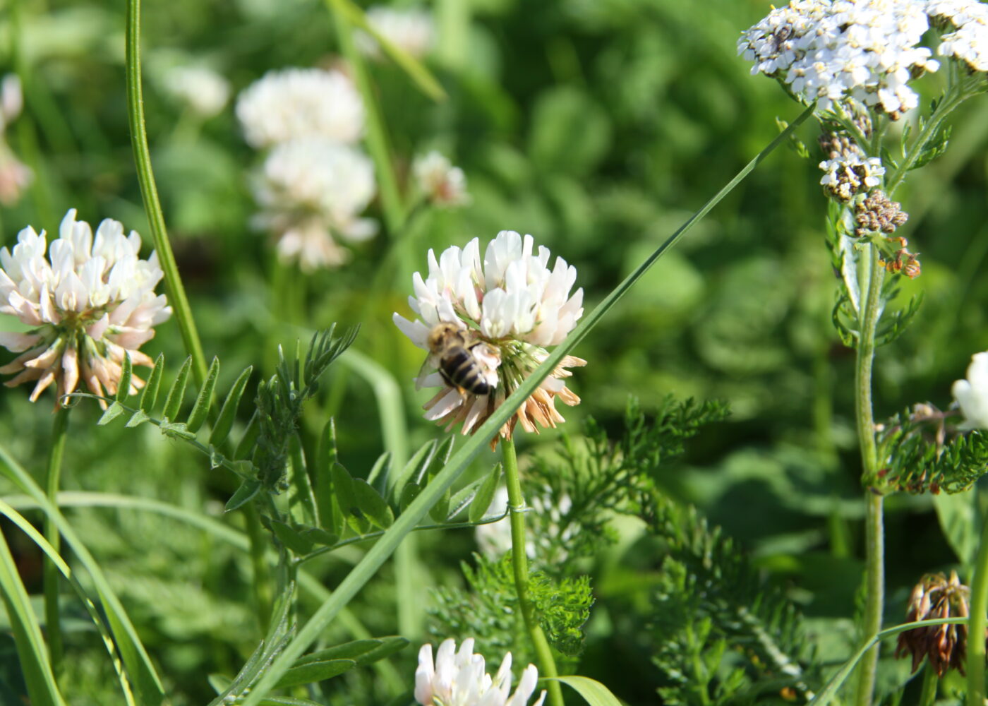 Engbelgvekster - en viktig kilde til lokalt nitrogen