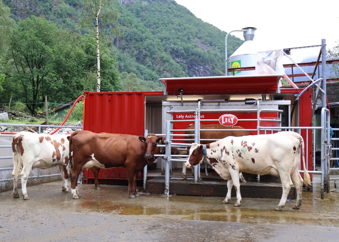 Bruk av mobil melkerobot for å utnytte beiteressurser