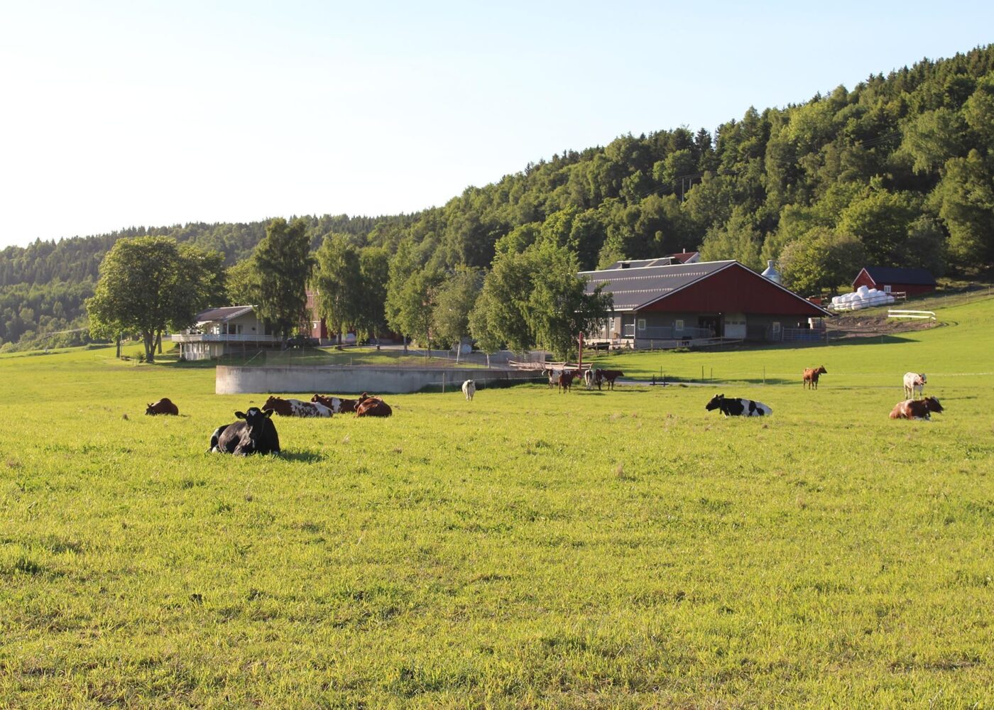 Strengere krav til selvforsyning på økologiske gårder: Hva betyr 70-prosentkravet i praksis?