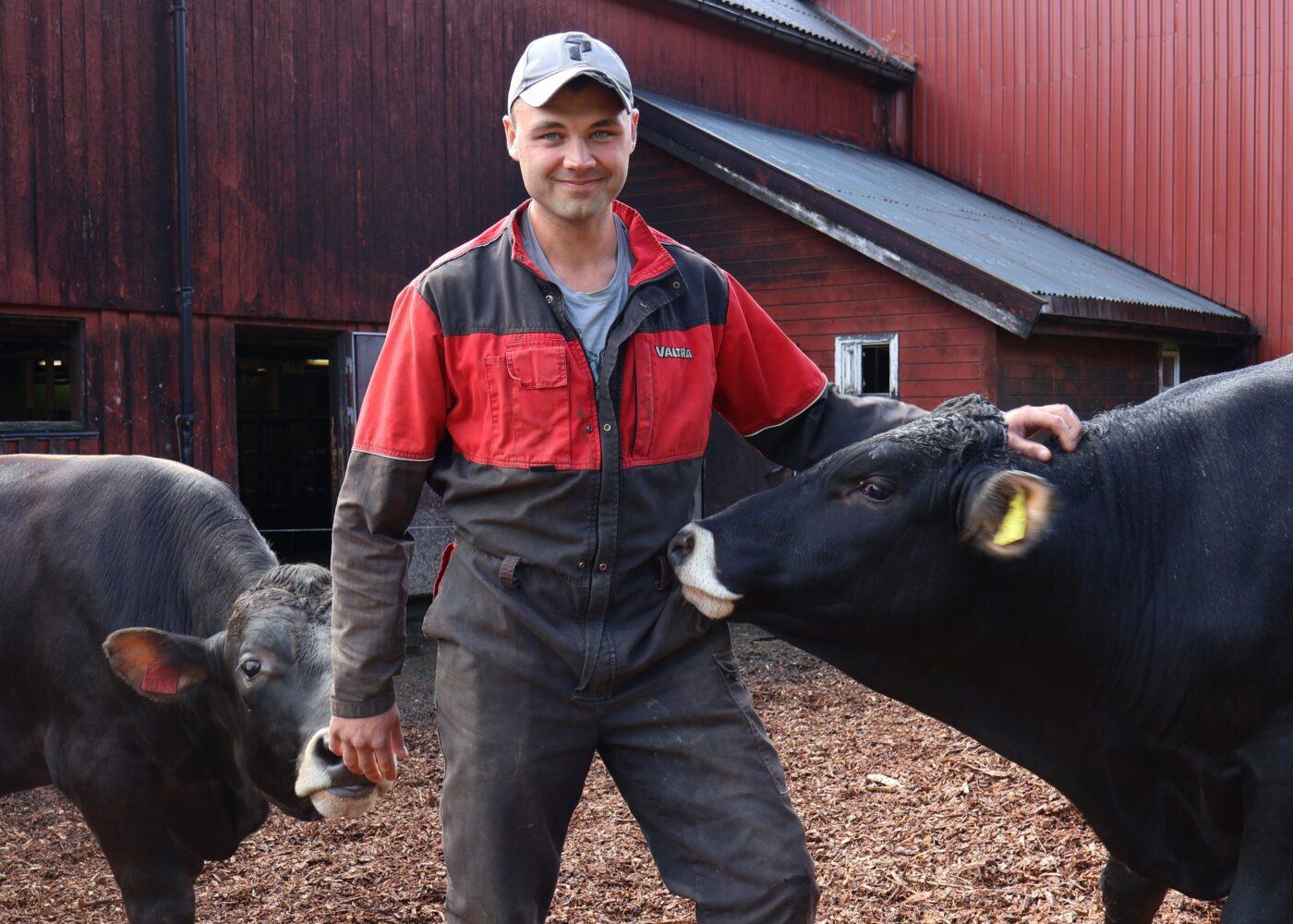 Melkeproduksjon med oppfôring av egne økologiske okser