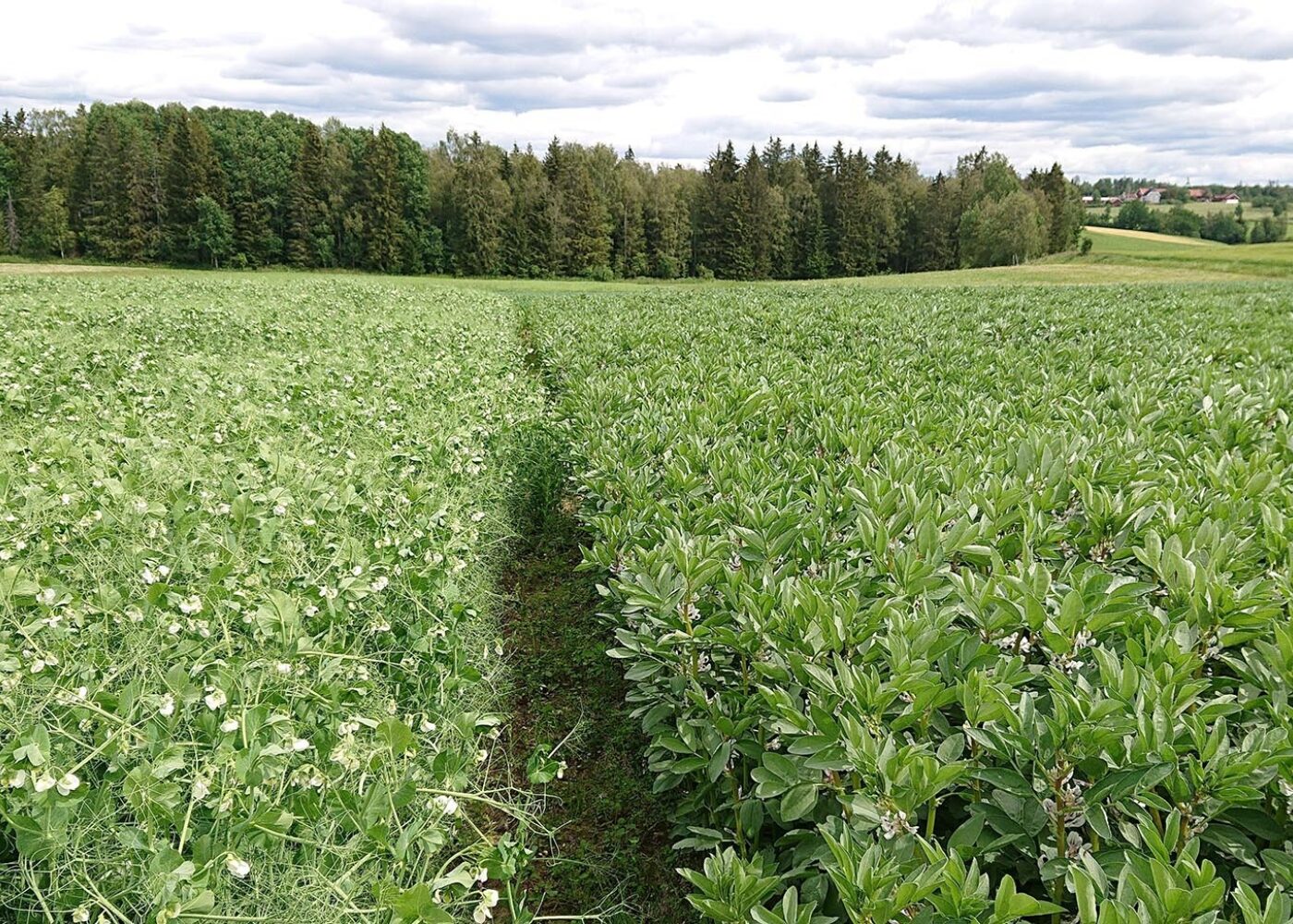 Erter og åkerbønner klarer seg selv i norsk jord