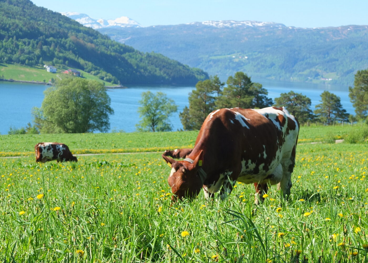 Økologisk mjølkeproduksjon i et bærekraftsperspektiv