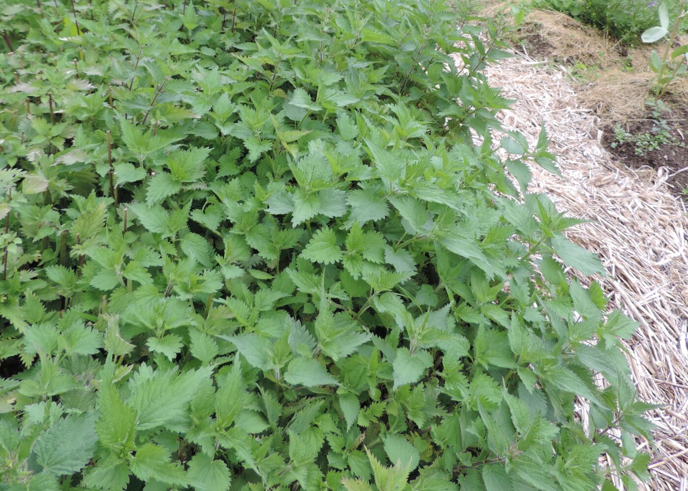 Brennesler som lokal gjødselressurs