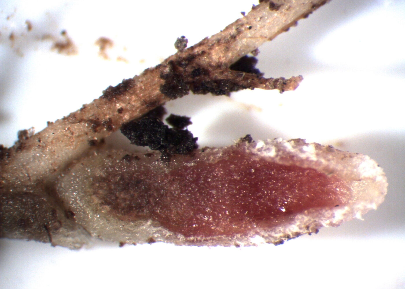 Underjordisk gjødselfabrikk - Biologisk nitrogen-fiksering