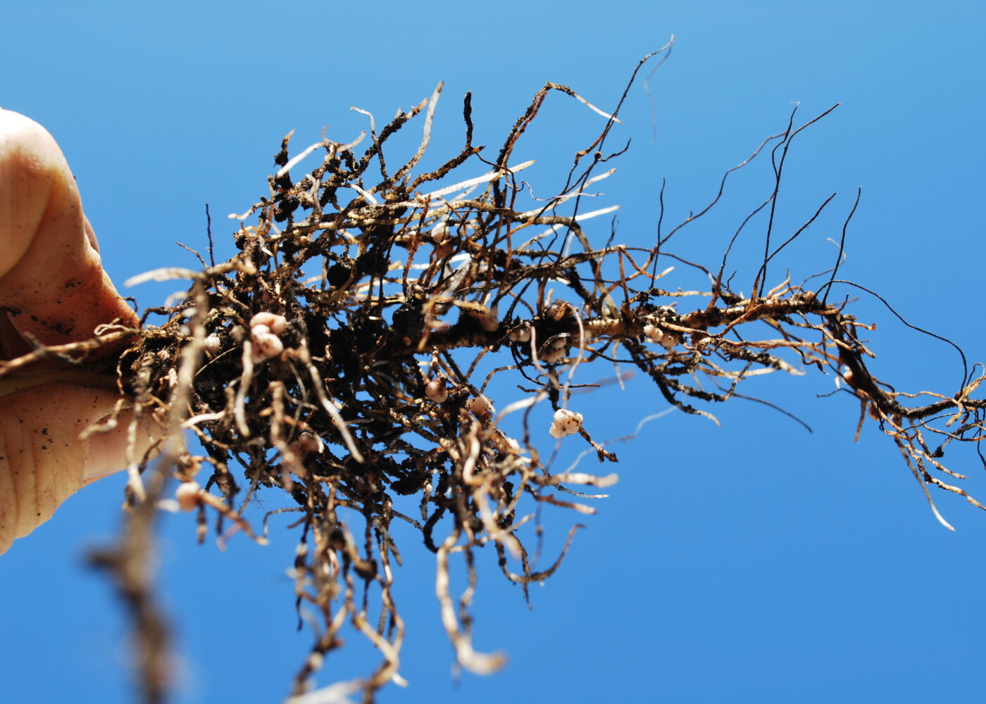 Jordpels på planterøtter