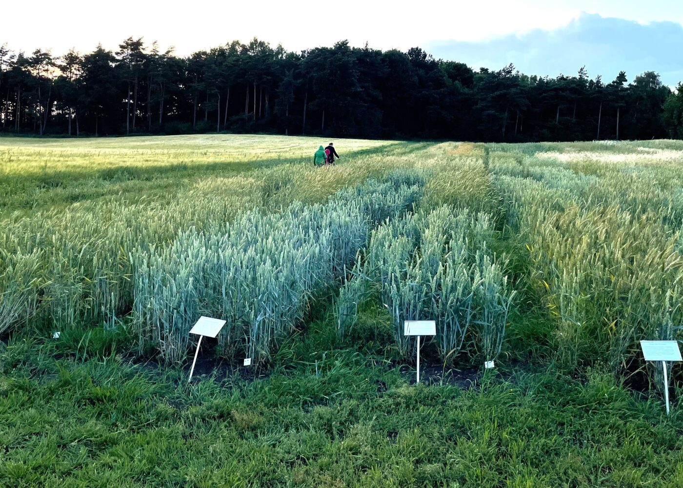 Agrologica & Landsorten: Når tradisjon møter innovasjon i økologisk såkornproduksjon