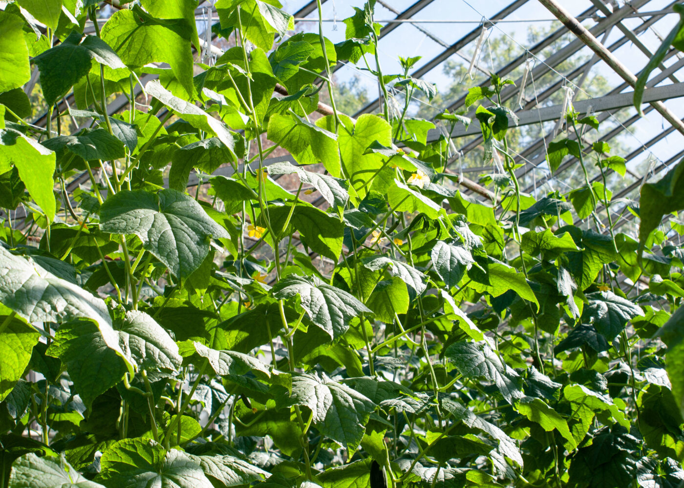 Vekstskifte og plantenæring i økologisk veksthusdyrking